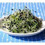 Lire la suite à propos de l’article Les graines de brocolli germées – très riches en sulphoraphane et leur action anti cancer très prometteuse